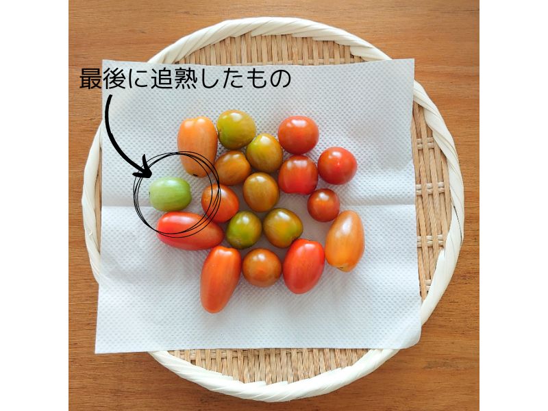 最後に追熟するプチトマト。（まだ青々としています。）